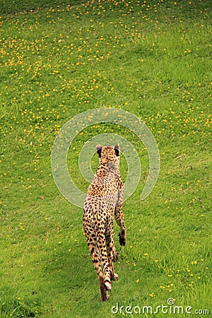 Cheetah walking in green grass.