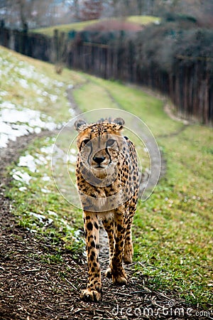 A cheetah is walking on his track