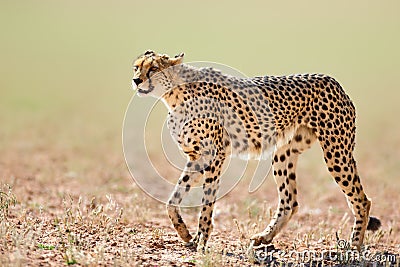 Cheetah