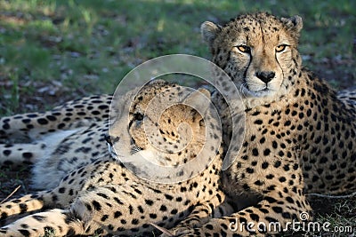 Cheetah Wild Cats