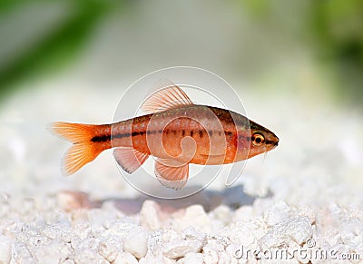 Cherry barb , Puntius titteya freshwater aquarium fish