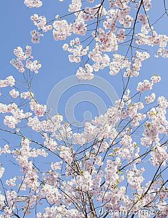 Cherry blossom background with heart shaped space