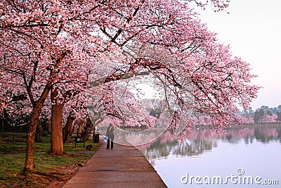 Cherry Blossom Festival Loop Washington DC