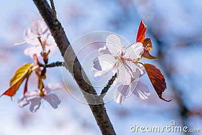 Cherry flowers and red leaves