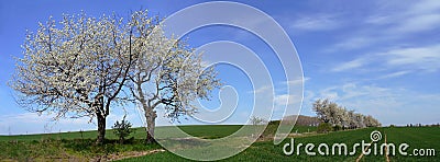 Cherry tree - panorama