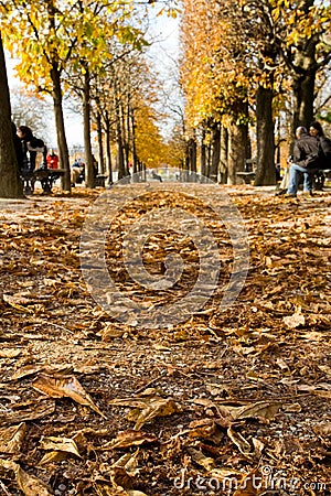 A chestnut alley, autumn in Paris