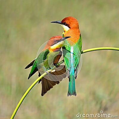 Chestnut-headed Bee-eater