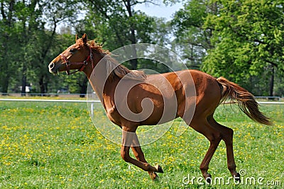 Chestnut horse at a gallop