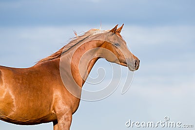 Chestnut horse head on blue sky with clouds