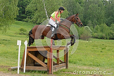 Chestnut horse jumping