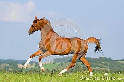 Chestnut horse run on the green hill.