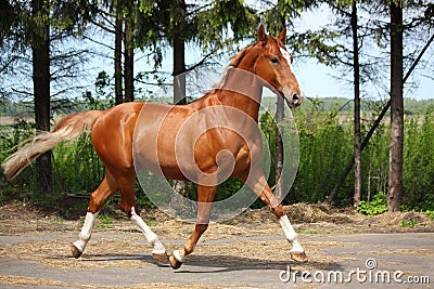 Chestnut horse trotting near the forest