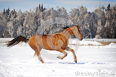 Chestnut horse in winter plays