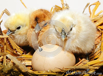 Chicken chicks hatching