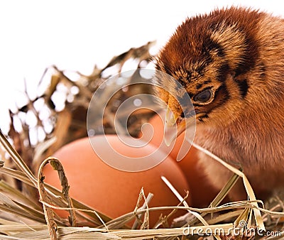Chicken and egg in nest