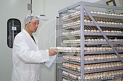 Royalty Free Stock Images: Chicken eggs in incubator