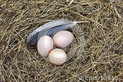 Chicken eggs in a nest.