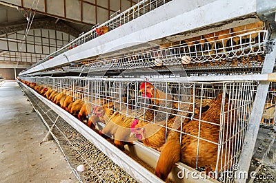 Chicken farm