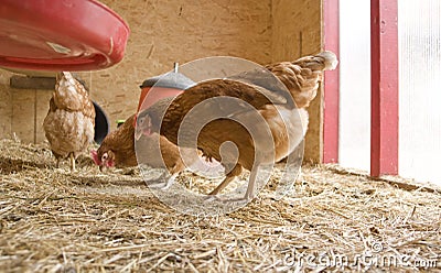 Chicken in a hen house