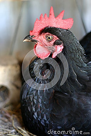 Chicken on Nest