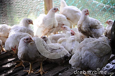 Chicken in a poultry farm