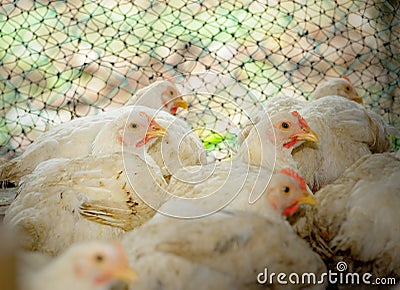 Chicken in poultry farm
