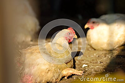 Chicken in poultry farm