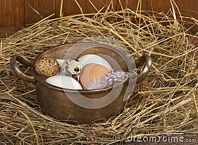 Chicken and quail eggs in a nest
