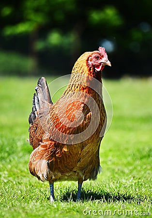 Chicken on traditional free range poultry farm