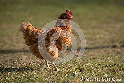 Chickens on traditional farm
