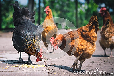 Chickens on traditional free range poultry farm