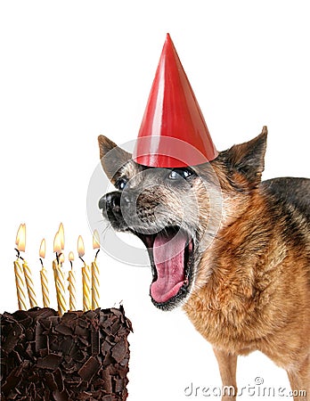 Chihuahua with birthday cake and a party hat