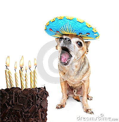 Chihuahua with birthday cake and a party hat