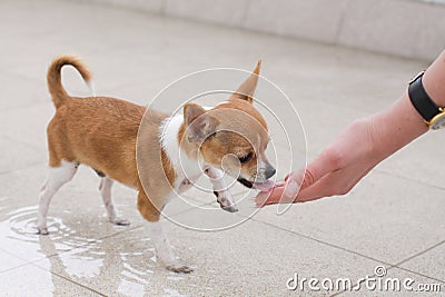 Chihuahua dog eating