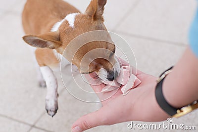 Chihuahua dog eating