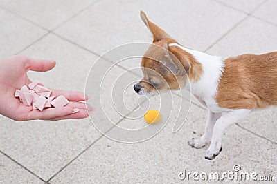 Chihuahua dog eating