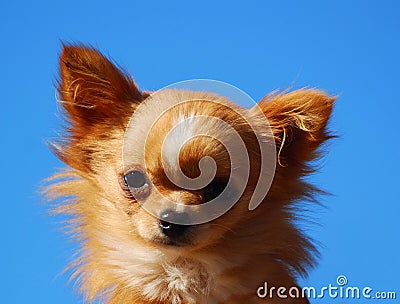 Chihuahua little dog portrait