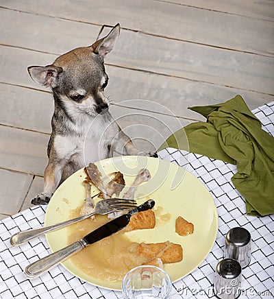 Chihuahua looking at leftover food on plate
