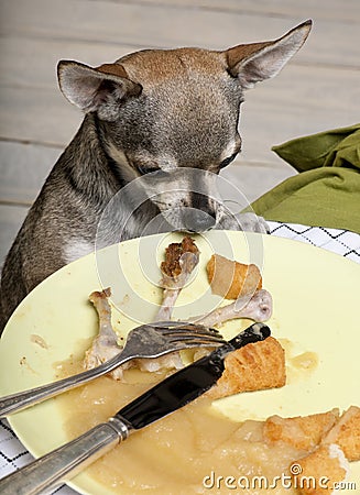 Chihuahua looking at leftover food on plate