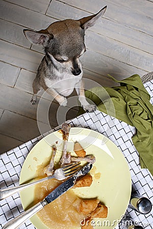 Chihuahua standing on hind legs to look at food