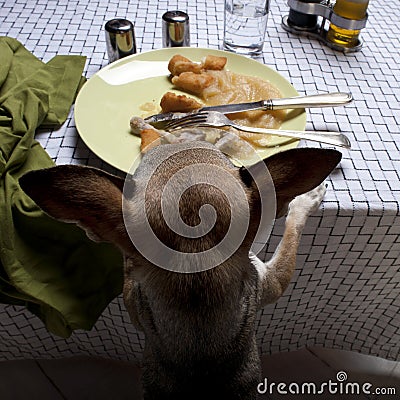 Chihuahua standing on hind legs to look at food