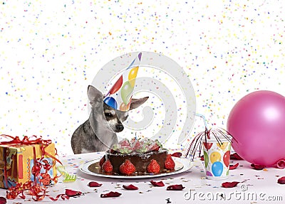 Chihuahua at table wearing birthday hat