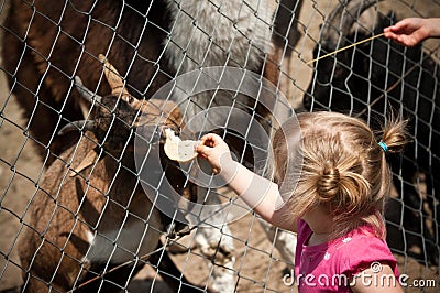 Child feeding zoo animal