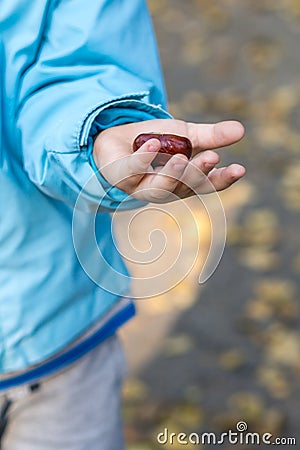 Child is showing chestnut in his left hand