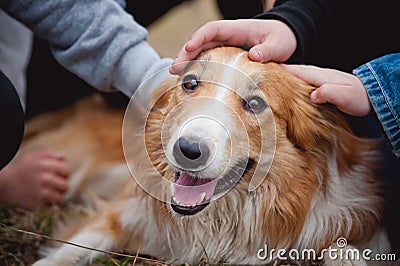 Children caress red border collie dog