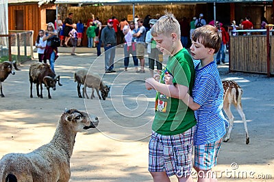 Children and Farm Animals in zoo