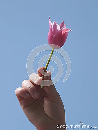 Childs hand holding pinky flower against blue sky