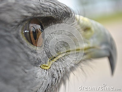 Chilean Blue Eagle