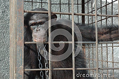 Chimpanzee in the cage and in chains