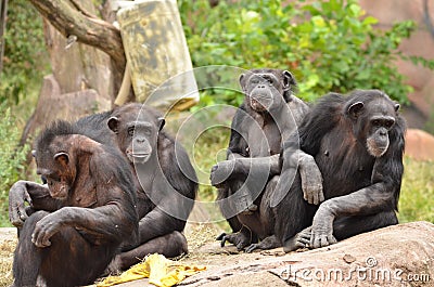 Chimpanzee group